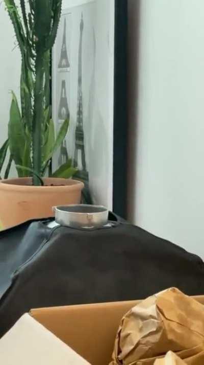 I can't believe he got those ears to fit..