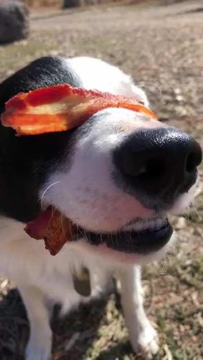 My BC is such a good boy