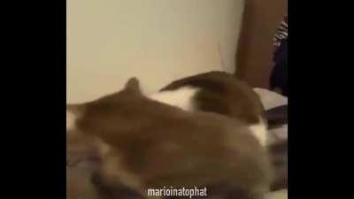 *bites* (credit to marioinatophat)