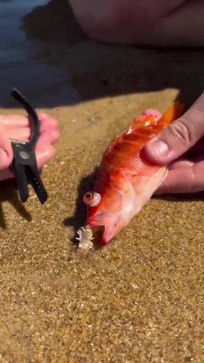 Catching an Australian beach worm 🪱