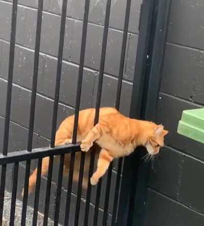 there are two types of cats