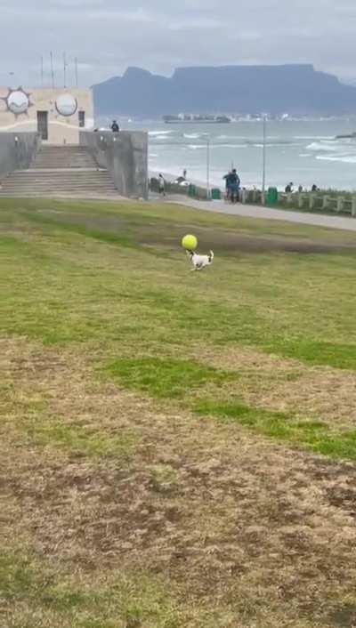 This dog's ball control is on point