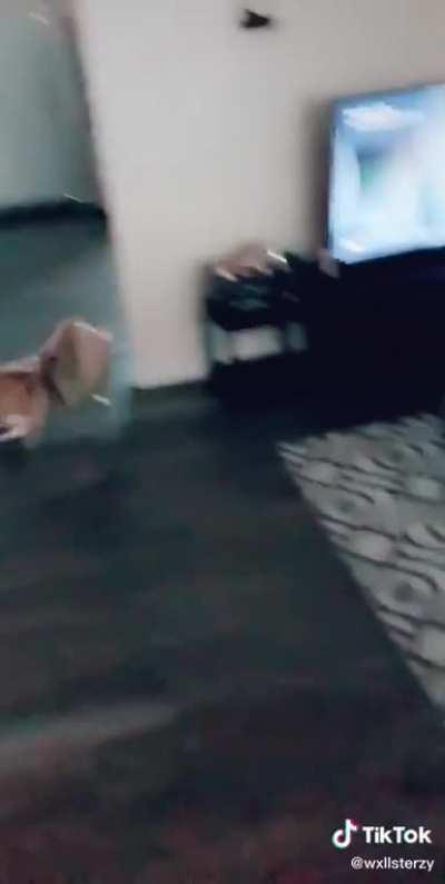 He got caught in a bag and freaked out lol