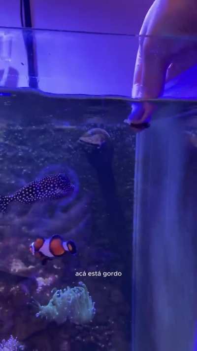 Una chica mostró cómo es la vida de Globi, el pez al que le gustan las caricias y que lanza chorritos de agua