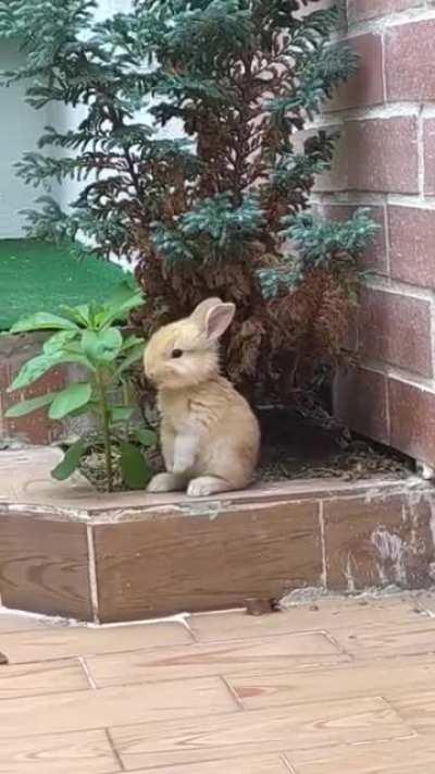 A rabbit munching on a little snack