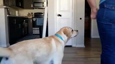 My boy earned his advanced trick dog title today, here are some of our favorites!