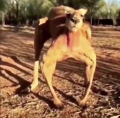 australian horse ready to go ☺️🆒🆒🆒🆒🆒