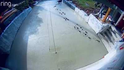 WCGW if I let my dog out while my concrete driveway is drying.