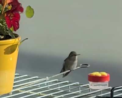 Is she molting or what?