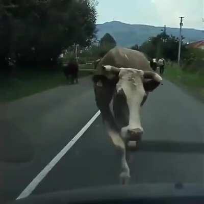 Cow walk > cat walk 😎