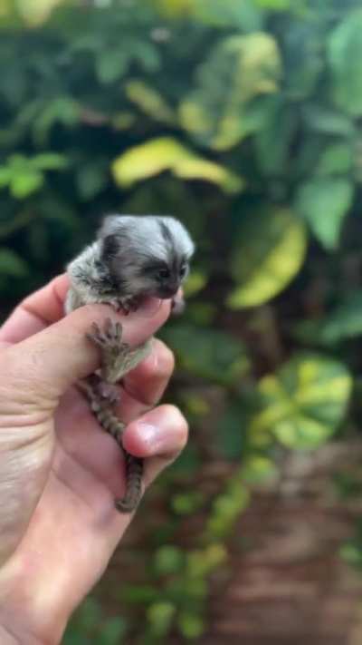 Marmosets are just an entire genera of smol criminals 😤