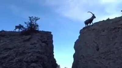 A herd of Mountain Goats leaping between cliffs