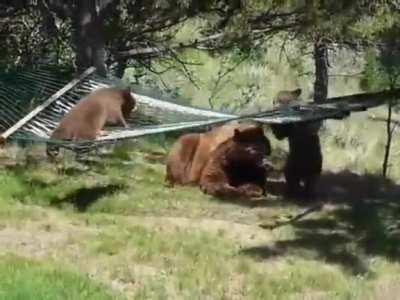 Bear cubs trying to get in a hammock.