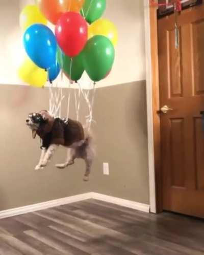 Up dog