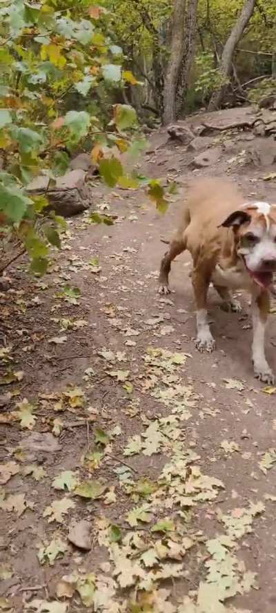 Zoi still hiking with the pups, she's 16 years old