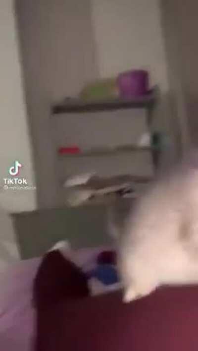 Starting a life of crime early