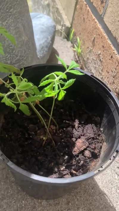 First time growing, & would appreciate some advice.