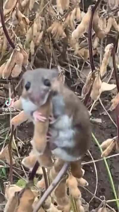 little mouse hiding from big dogs