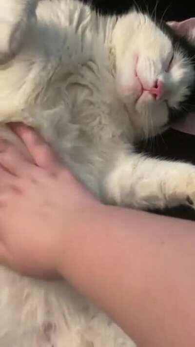 Hi this is our very first post- I believe my boy Buddy belongs here