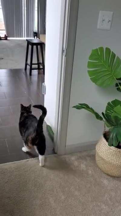 Christmas VS Cucumber