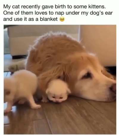 Man that kitten is so cute and adorable!