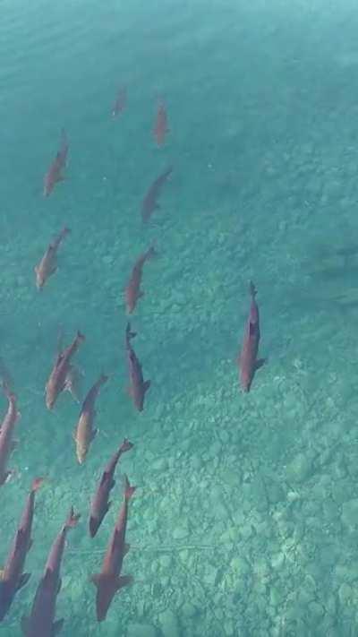 I watch this each day before a meditation session. Recorded at a nearby lake.