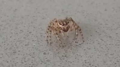 I was told that spiders were not liked on other subs and it made me sad, thankfully I discovered this one!