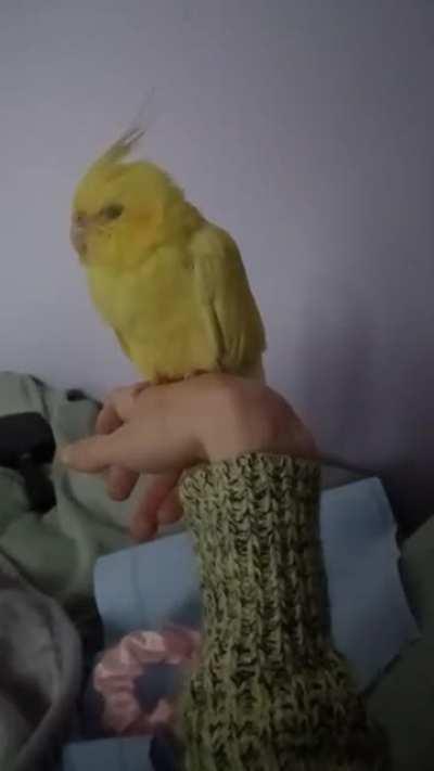 Birb