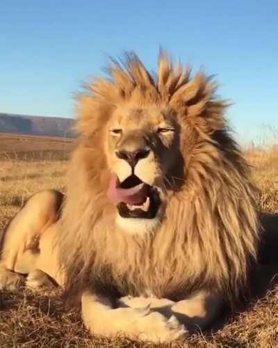 The Big kitty yawn .