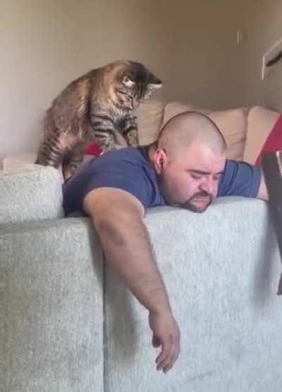 Nunca he visto un prro dando masajes, PUNTO PARA LOS GATOS 😾