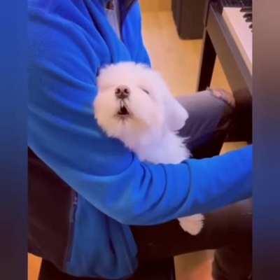 Some birds sing worse)