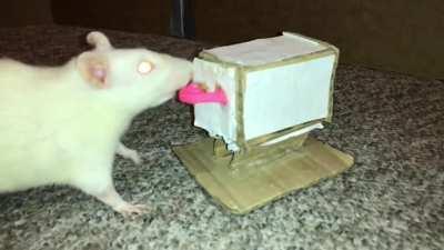 My Sweet Pet Rat Omelet Fetching me Mini Mail from a Tiny Mailbox!