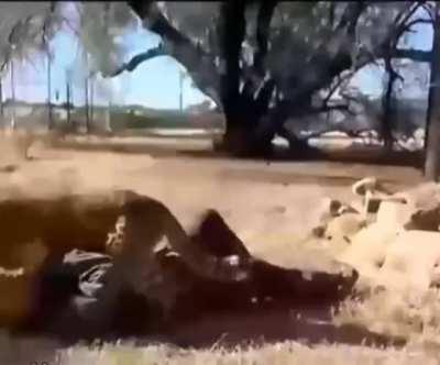 ZAMN 😍 she's leopard