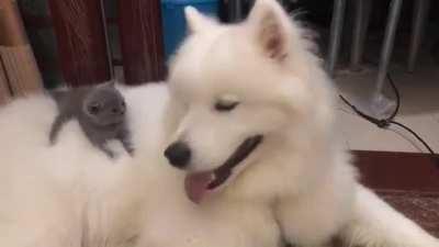 Kitty has a massage chair.