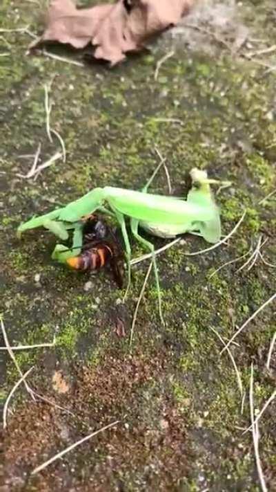 An Asian giant hornet butchers a live mantis and flys off with its remains