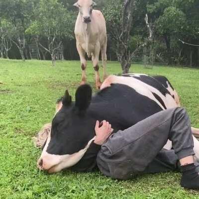 do cows get jealous ?