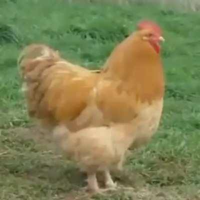 If this gets 2 orange pointy mushrooms ill send this to my crush