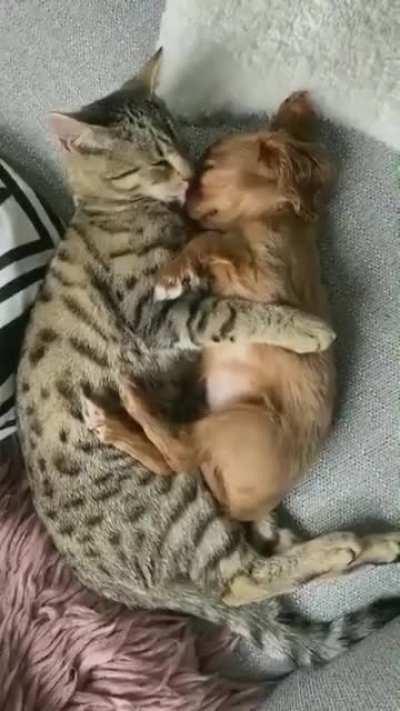 Some cats are actually nice