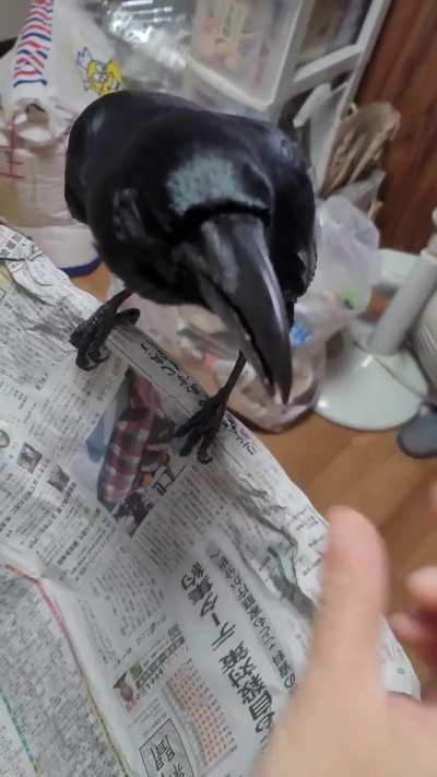 wunkus - Video #0821