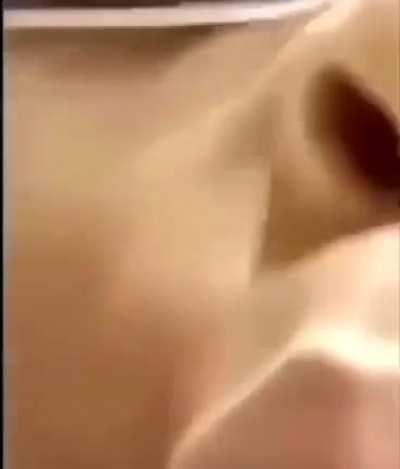 Dreamy bull as a kid