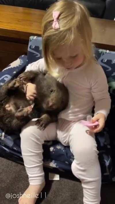 Wombat Reggie's bottle time. I never knew wombats were this docile haha