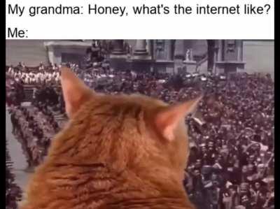 Internet cat overthrows government declares itself god emperor