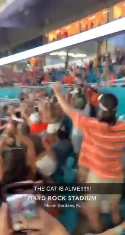 Cat falls from the Hard Rock Stadium, survives & the crowd goes bonkers