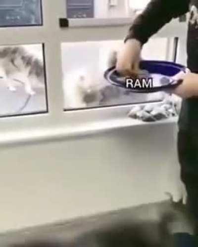 Chrome would probably eat a larger one tho