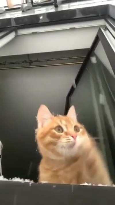 For anyone having a hard day, here’s a video of cat trying to catch snowflakes