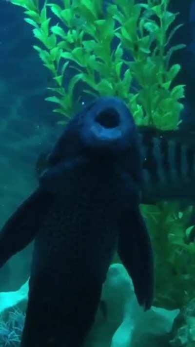 i saw a guy posted a video of his snail spitting some bars, so here’s my pleco rapping to wtf is happening