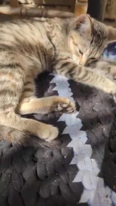 War Kitten Pipeline update. Your moderator here. The fundraiser kinda stalled, we still need your help to get these guys out of the war zone and to their families. Don’t hesitate to donate a couple of $, every little bit helps! Thank you! $393 out of $900