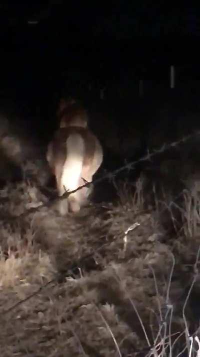 Woman discovers her neighbor's corgi was sneaking onto her property at night - to ride her pony 
