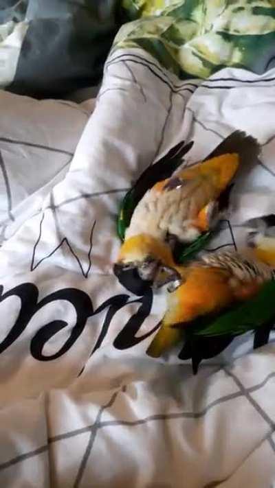 It this just playing or is it mating behaviour?