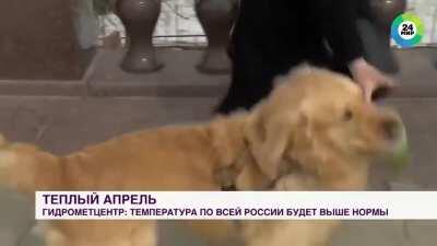The dog steals microphone from the reporter.